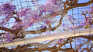 Flowering tree wisteria in Montenegro, the Adriatic and the Balk