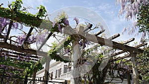 Flowering tree wisteria in Montenegro, the Adriatic and the Balk