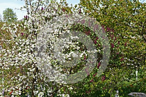 Flowering trees, apple and lilacs. Beautiful delicate white apple flowers and purple lilac flowers blossomed on tree branches in