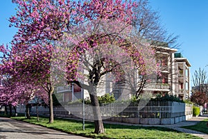 Flowering trees and architecture in Turin Piedmont, Italy photo