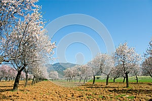Flowering trees, Binies, Huesca