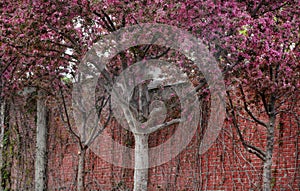 Flowering trees and brick wall