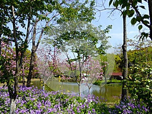 Flowering trees at century park