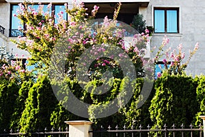 Flowering trees in the garden of a residential building