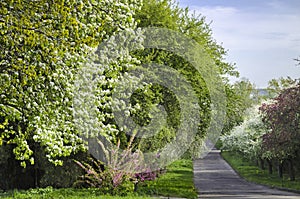 Flowering trees in the garden in the spring