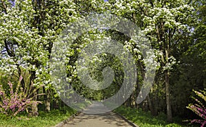 Flowering trees in the garden in the spring