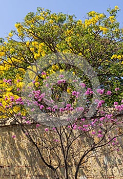 Flowering trees at Huarez Park, Oaxaca photo