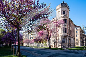 Flowering trees in a public park  and old architecture in Turin Piedmont, Italy photo