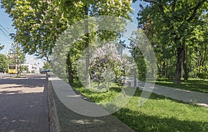 Flowering trees of Shevchenko Park photo