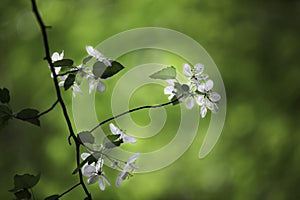 Flowering Trees of Spring