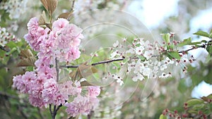 Flowering trees in spring