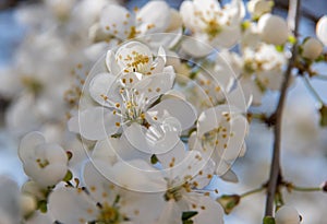 Flowering trees in the spring against the background of the sky and greenery and the bees pollinate them