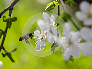 Flowering trees in the spring against the background of the sky and greenery and the bees pollinate them