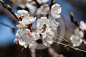 Flowering trees in spring.  Blooming apricot.