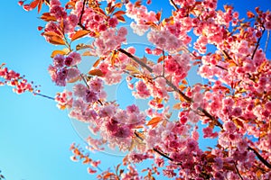 Flowering trees in a spring public park, Gdansk Oliwa. Poland photo