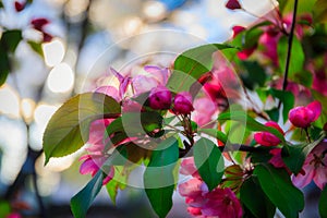 Flowering trees in a spring public park, Gdansk Oliwa. Poland photo