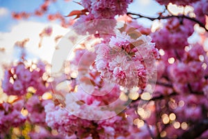 Flowering trees in a spring public park, Gdansk Oliwa. Poland photo