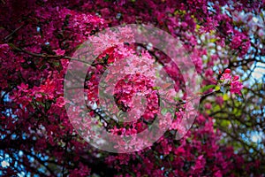 Flowering trees in a spring public park, Gdansk Oliwa. Poland photo