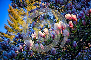 Flowering trees in a spring public park, Gdansk Oliwa. Poland photo