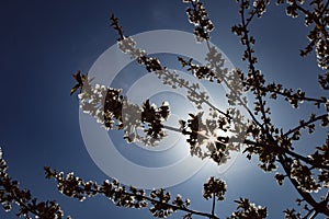 Flowering trees are a traditional symbol of spring