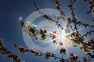 Flowering trees are a traditional symbol of spring