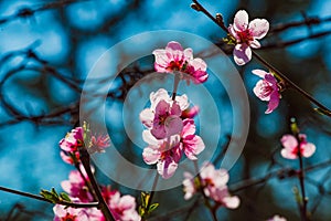 Flowering trees are a traditional symbol of spring