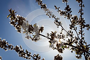 Flowering trees are a traditional symbol of spring