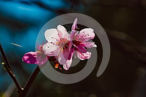 Flowering trees are a traditional symbol of spring