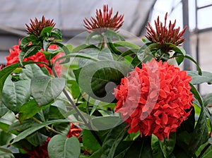 Flowering tropical evergreen shrub lat.- Ixora coccinea