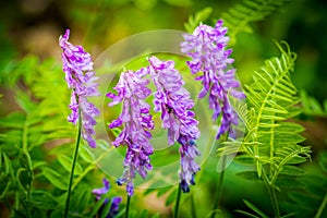 Flowering tufted vetch