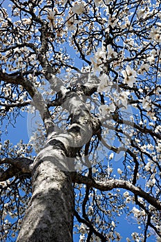 Flowering Tulip tree