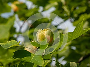 Flowering tulip tree (liriodendron tulipifera). Macro shot of pale green and yellow flower with an orange band