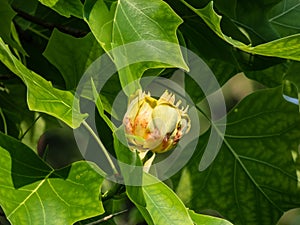 Flowering tulip tree (liriodendron tulipifera). Macro shot of pale green and yellow flower with an orange band