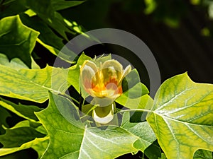 Flowering tulip tree liriodendron tulipifera. Pale green and yellow flower with an orange band on the tepals