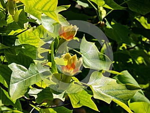 Flowering tulip tree liriodendron tulipifera. Pale green and yellow flower with an orange band on the tepals
