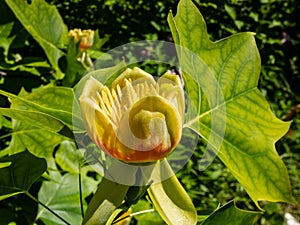 Flowering tulip tree liriodendron tulipifera. Pale green and yellow flower with an orange band on the tepals