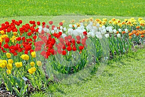 Flowering tulips.