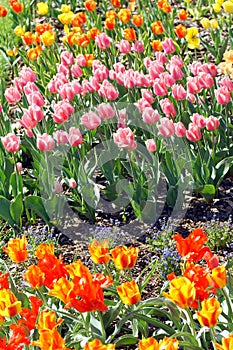 Flowering tulips.