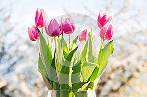 Flowering tulips with cherry tree in background
