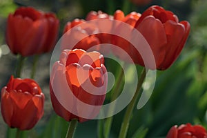 Flowering tulips in the spring