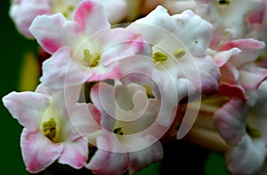 Flowering twig of Grand Cranberry bush, Viburnum grandiflorum,