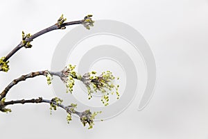 Flowering twigs of boxelder maple