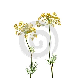 Flowering umbrella flowers of dill on a white background. Top view, flat lay. Creative layout