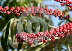 Flowering Umbrella tree Schefflera arboreal Latin - Schefflera arboricola