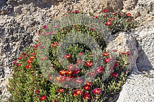 A flowering, undersized shrub Delosperma with red flowers growing against a cliff