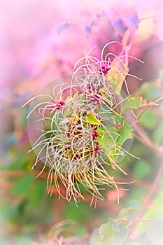 Flowering unusual flower