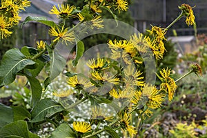 Flowering Ð²ush elecampane, inula