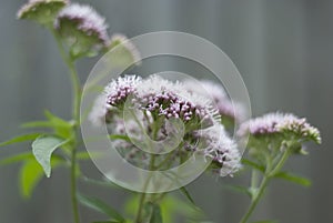 Flowering Valerian- Valeriana officinalis