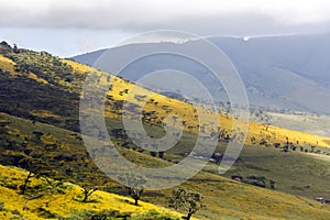 Flowering valley Ngorongoro Crater