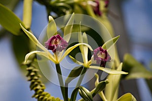 Flowering Vanilla imperialis